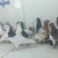 کبوتر  پرشی نر دسته ۲۶تایی