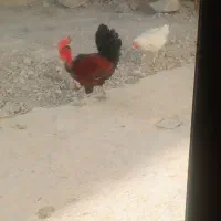 خروس|حیوانات مزرعه|دهدشت, |دیوار