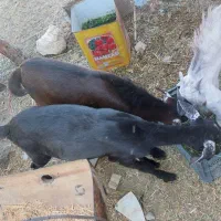 دو عدد کهر یک نر یک ماده  سر حال