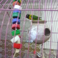 کوتوله ناهوک|پرنده|سراوان, |دیوار