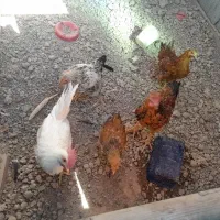 نیمچه خروس محلی و ماشینی
