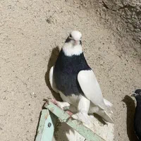 کفتر بهبهانی|پرنده|شیراز, حومه شیراز|دیوار