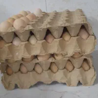 تخم مرغ نطفه دار