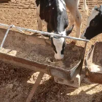 گوساله|حیوانات مزرعه|اصفهان, سلطانآباد|دیوار