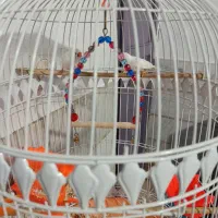 یک جفت فنچ سفید همراه باقفس|پرنده|پاکدشت, پاکدشت (مامازند)|دیوار