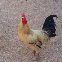 فروش خروس محلی درجه یک خوش رنگ واکسن خورده سر حال|حیوانات مزرعه|علامرودشت, |دیوار