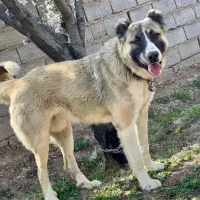 سرپرستی سگ نگهبان((رایگان))