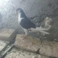 کبوتر|پرنده|زهک, |دیوار