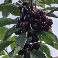 نهال خوشه ای ،درخت بینگ خوشه ای نهالستان در مشهد|خدمات باغبانی و درختکاری|مشهد, خواجه ربیع|دیوار