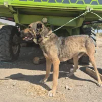 سگ سرابی|سگ|شبستر, |دیوار