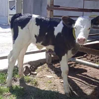 گوساله‌سیمینتال‌اصل‌ماده‌