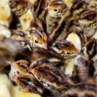 فروش جوجه یک روزه بلدرچین