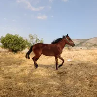 اسب مادیان جوان