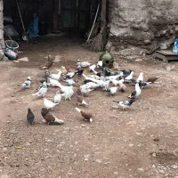 ۶۰عدد کبوتر ناب|پرنده|رشت, حومه رشت|دیوار