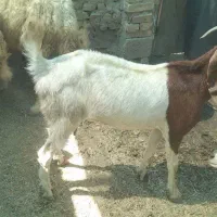 بز نجدی