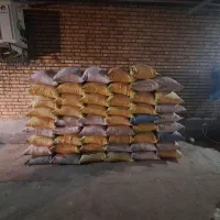 بذرگندم دیم پایا|خدمات باغبانی و درختکاری|گنبد کاووس, |دیوار