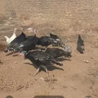 سلام بوقلمون نر فروشی با بوقلمون ماده عوض میشود