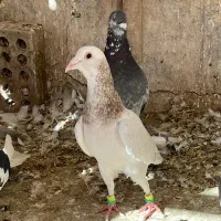 کفتر پرشی همه باهم المانی سار سوسکی