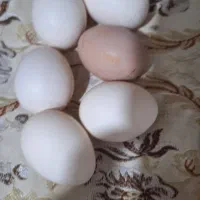 تخم مرغ محلی اصل نطفه دار