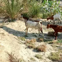 فروش نری|حیوانات مزرعه|فین, |دیوار