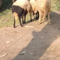 گوسفند|حیوانات مزرعه|سیاهکل, |دیوار