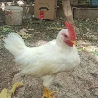 فروش جوجه خروس|حیوانات مزرعه|شیراز, دکتر حسابی|دیوار