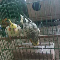 دوبچه طوطی عروس فریدونکنار|پرنده|فریدون‌کنار, |دیوار