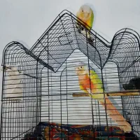 گرینچیک جفت آناناسی