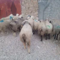میش بره دار و آبستن گلون گرم|حیوانات مزرعه|شیراز, شهرک والفجر|دیوار