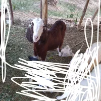 فروش گوسفند