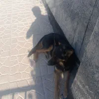 سگ ژرمن فروش یا معاوضه|سگ|دماوند, دماوند|دیوار