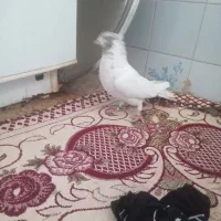 شکار شماره موبایل