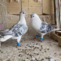 کفترساده مگسی افغانی نروماده