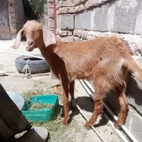 گوسفند