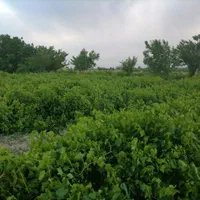 فروش باغ انگور 5جریب