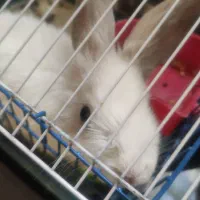 خرگوش لوپ نژاد خارجی|موش و خرگوش|شیراز, پشم شیشه|دیوار