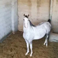 اسب مادیان
