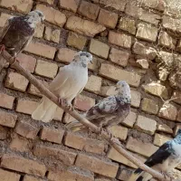 کفتر|پرنده|کوهپایه, |دیوار