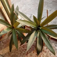 گل و گلدان|گل و گیاه طبیعی|اهواز, کوی صادقیه|دیوار