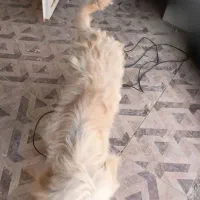 سگ پا