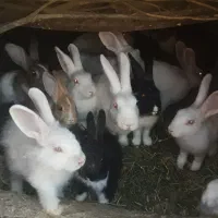 خرگوش فروشی