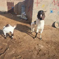 بز نژادار چندقلوزا