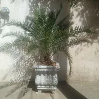 گلدان سنگی سالم و گل سالم