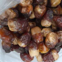 خرما سالم فقط کیلو ۱۲۰ تومان