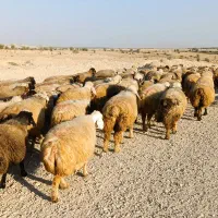 فروش 140 راس میش داشتی روزگاری بره دار و گلون گرم|حیوانات مزرعه|کازرون, |دیوار