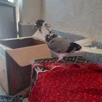 کبوتر نر افشان