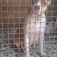 واگذاری پیتبول نراصیل|سگ|بابل, |دیوار