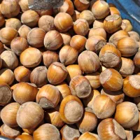 فندوق امساله کیلویی 660 هزارتومان