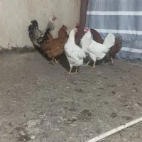مرغ