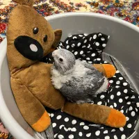 جوجه کاسکو سرلاکی